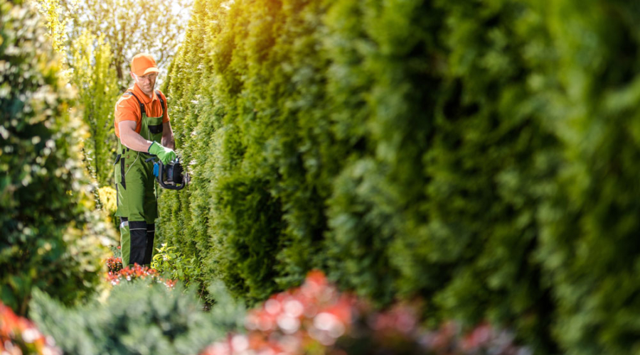 commercial-hedge-cuitting