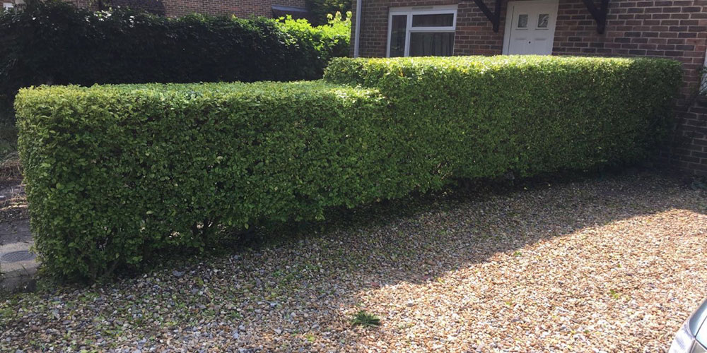 garden-maintenance-10