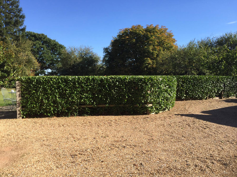 garden-maintenance-4