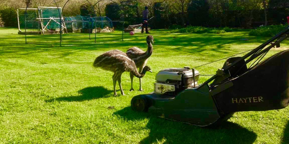 garden-maintenance-9