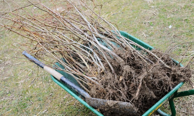 Bare Root Season