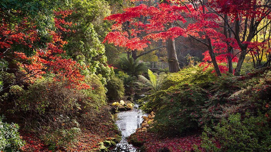 Hedges and Trees