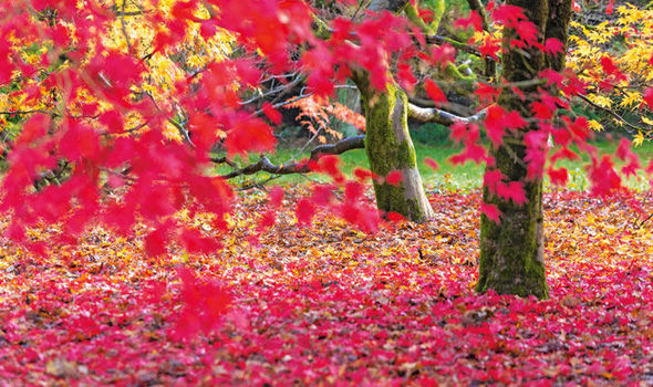 Rich Autumn Garden