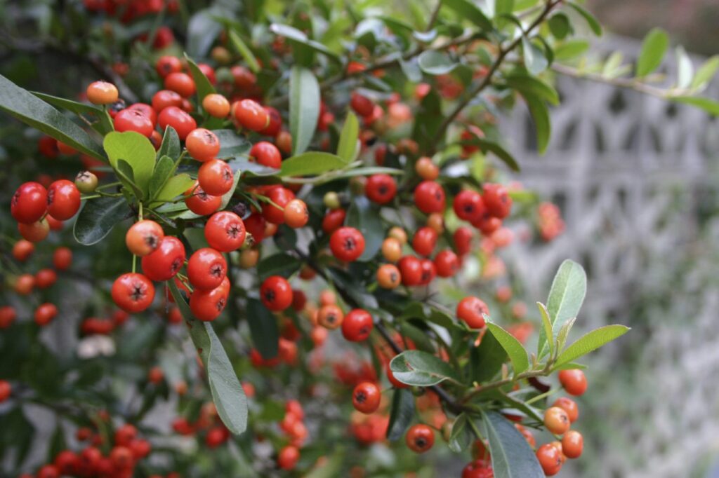 Firethorn Gardening