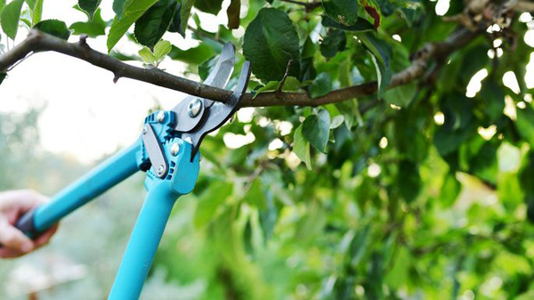 Pruning