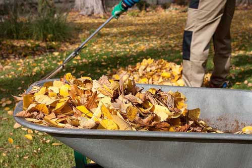 Clear up Leaves and debis