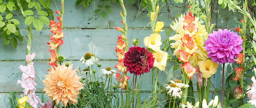 Apring Summer Bulbs