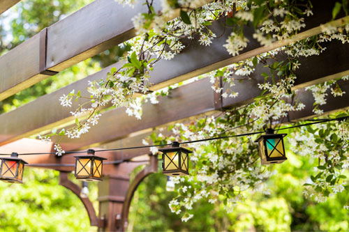 Pergola Plants