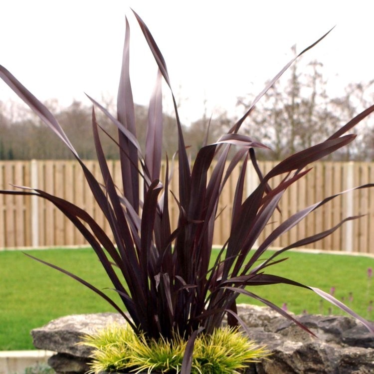 Phormium Purpurea