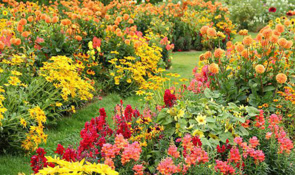 Autumn Garden Credit: Daily Express