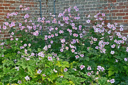 Japanese Anemone