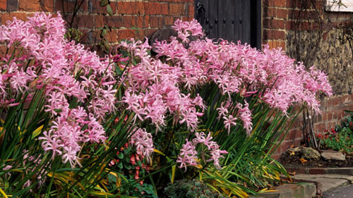 Nerine Bowdenii