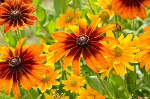 Rudbeckia