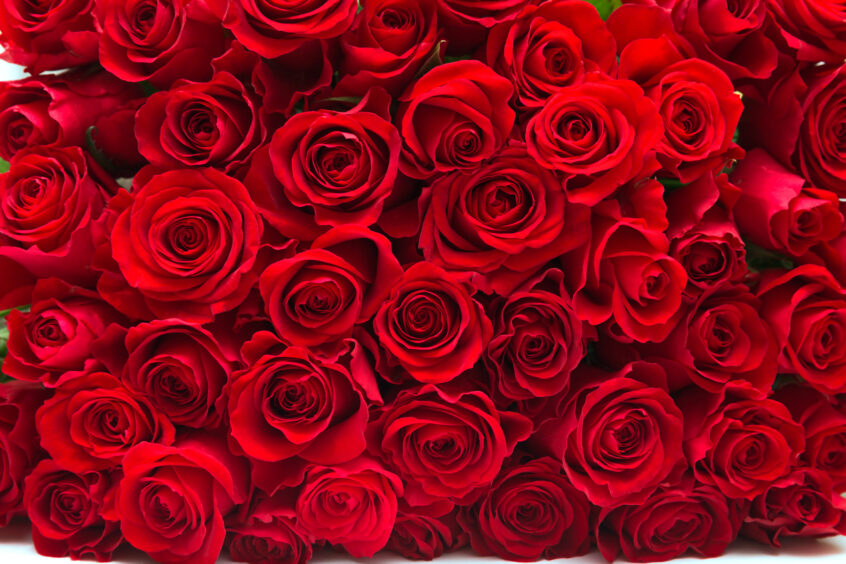 Red roses